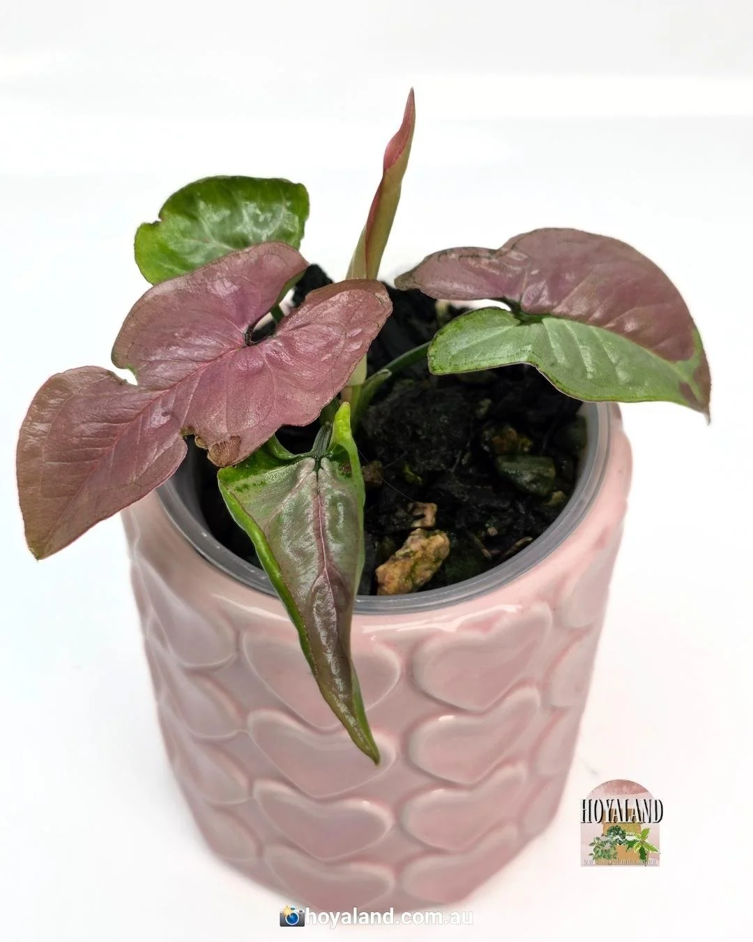 Syngonium raspberry (4).jpg