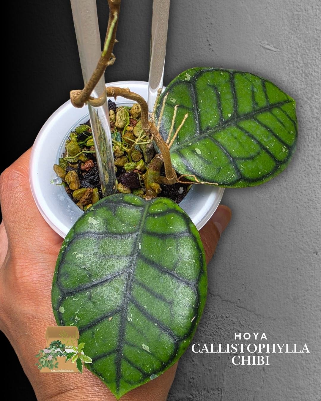 hoya callistophylla chibi (3).jpg