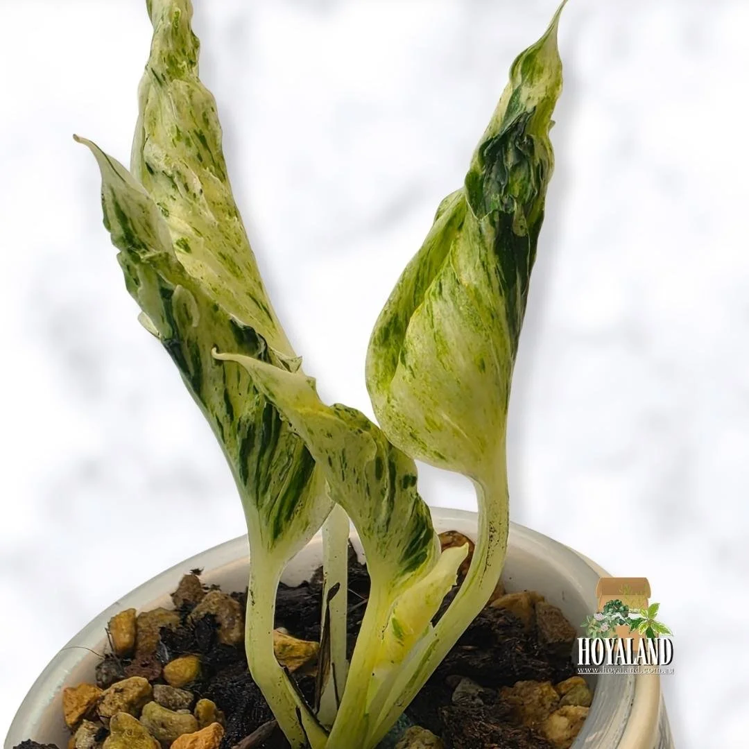 ⛄ Epipremnum 'Teruno Love Song' Variegated | B