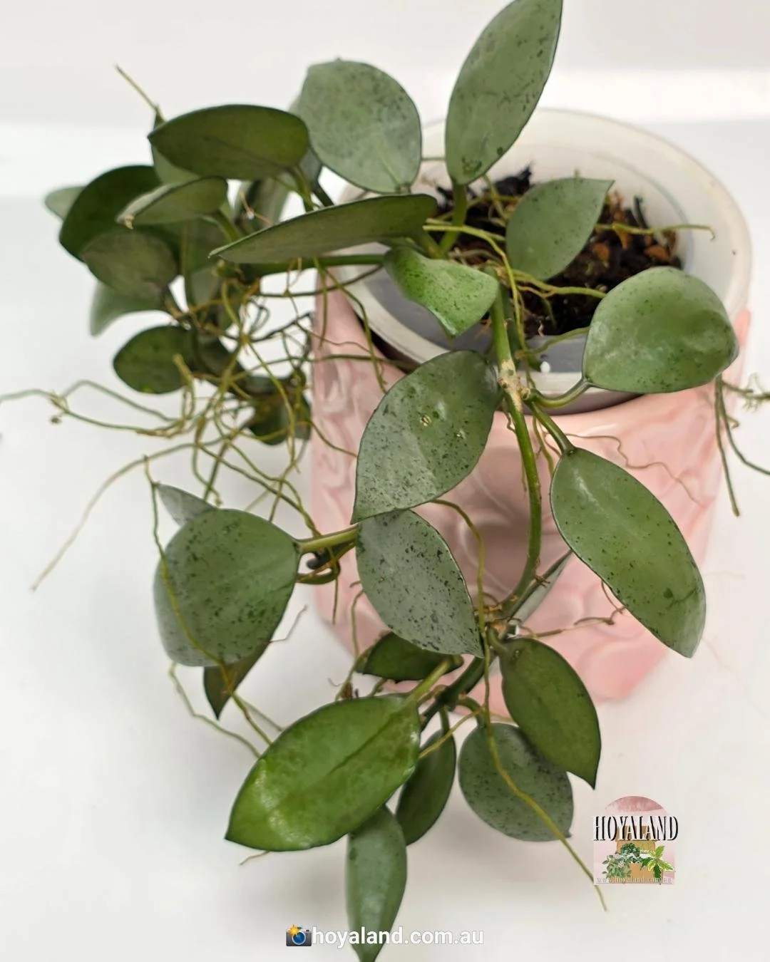 Hoya lacunosa silver mint coin (5).jpg