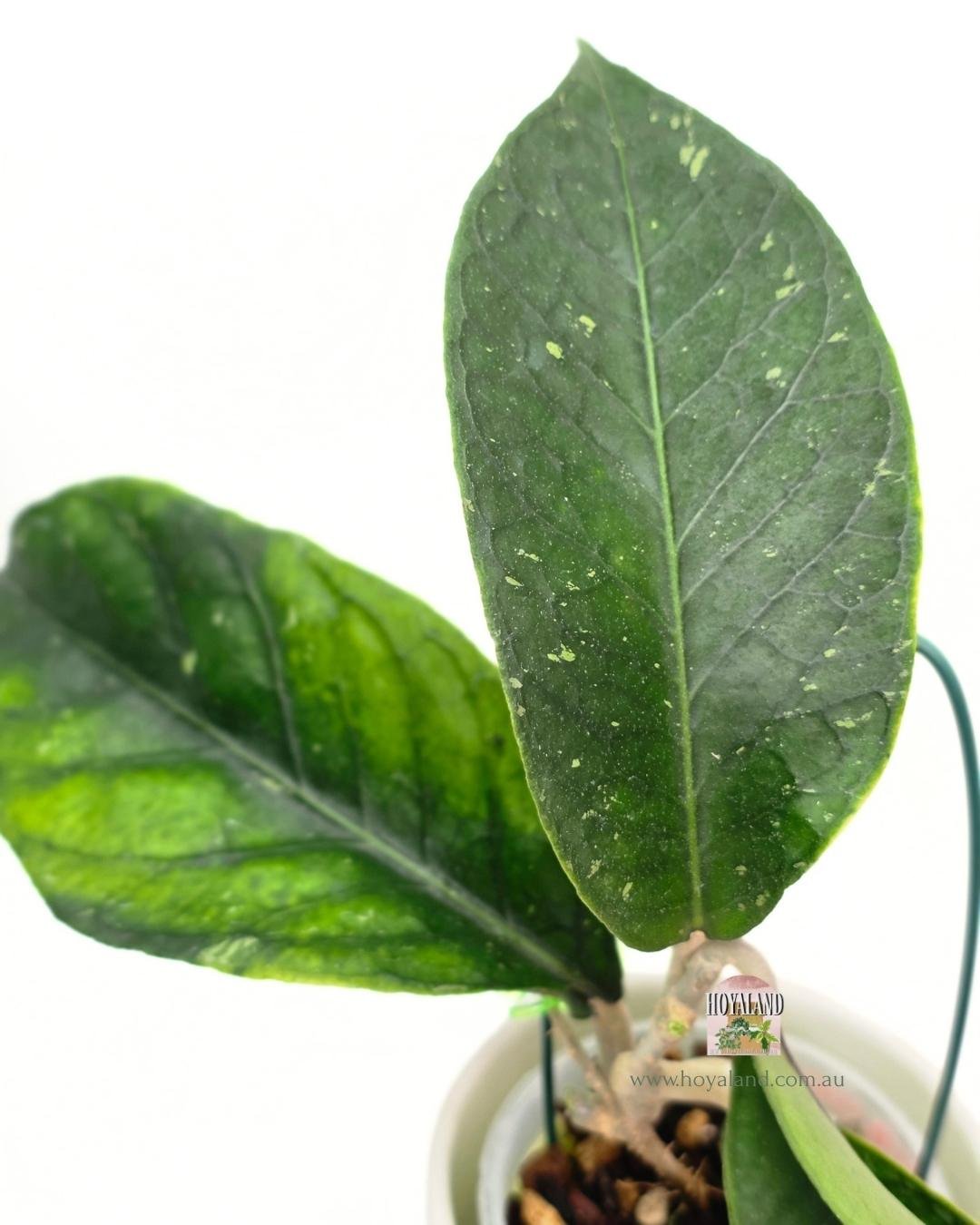 Hoya Gayo Lues Green (6).jpg