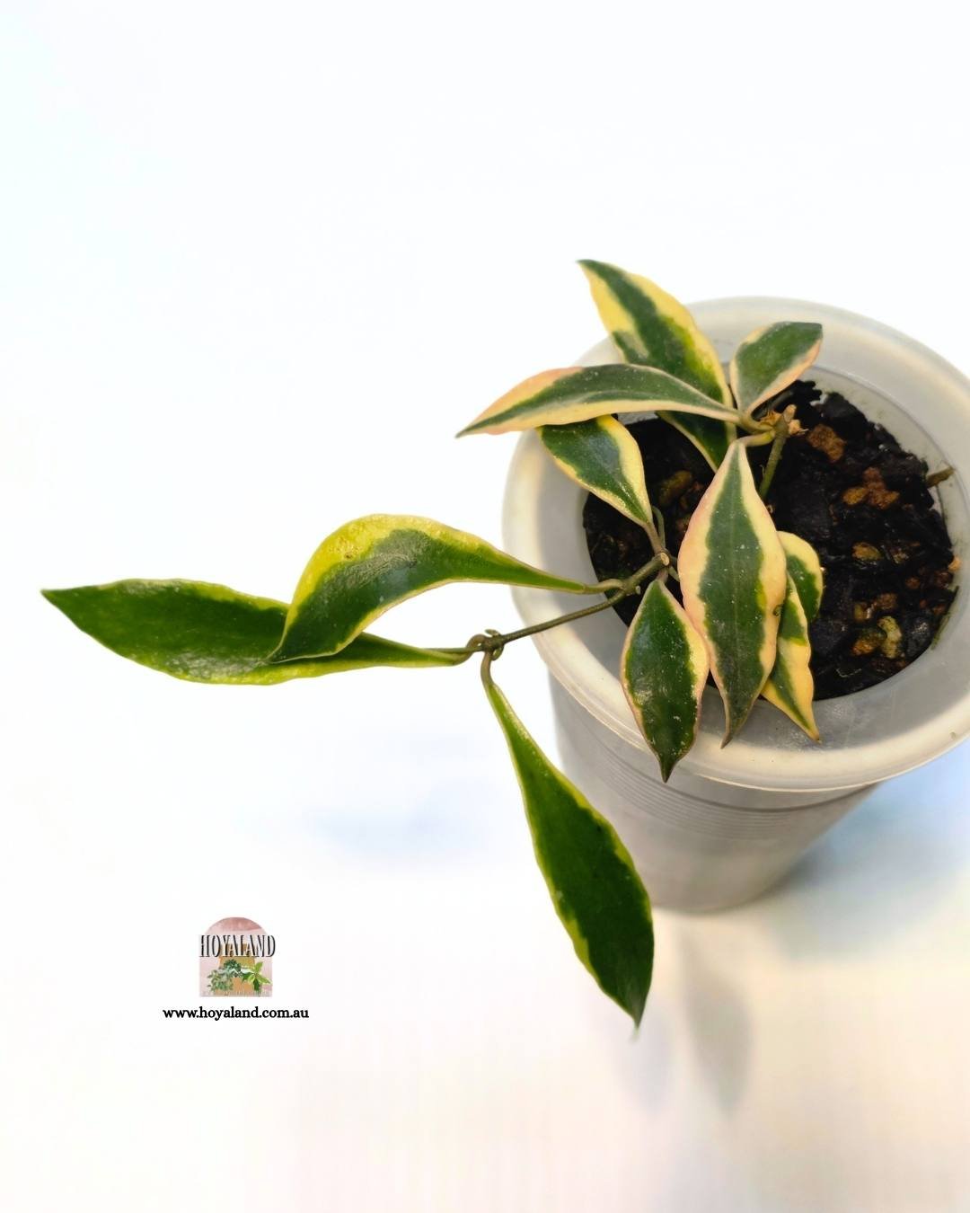 Hoya bakoensis.jpg