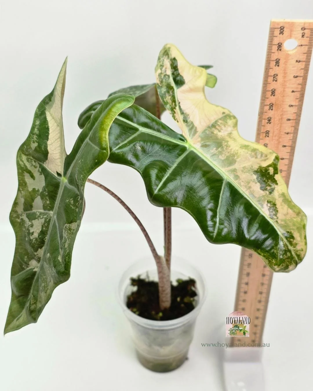 Alocasia pseudo sanderiana pink (6).jpg