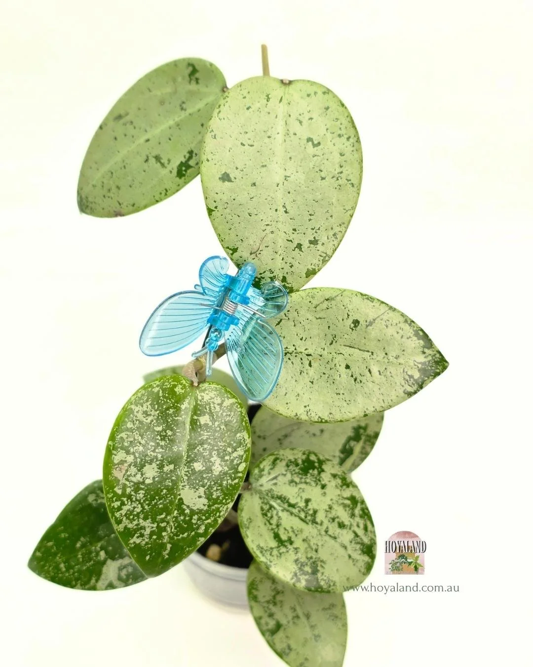 Hoya verticillata heart silver (5).jpg