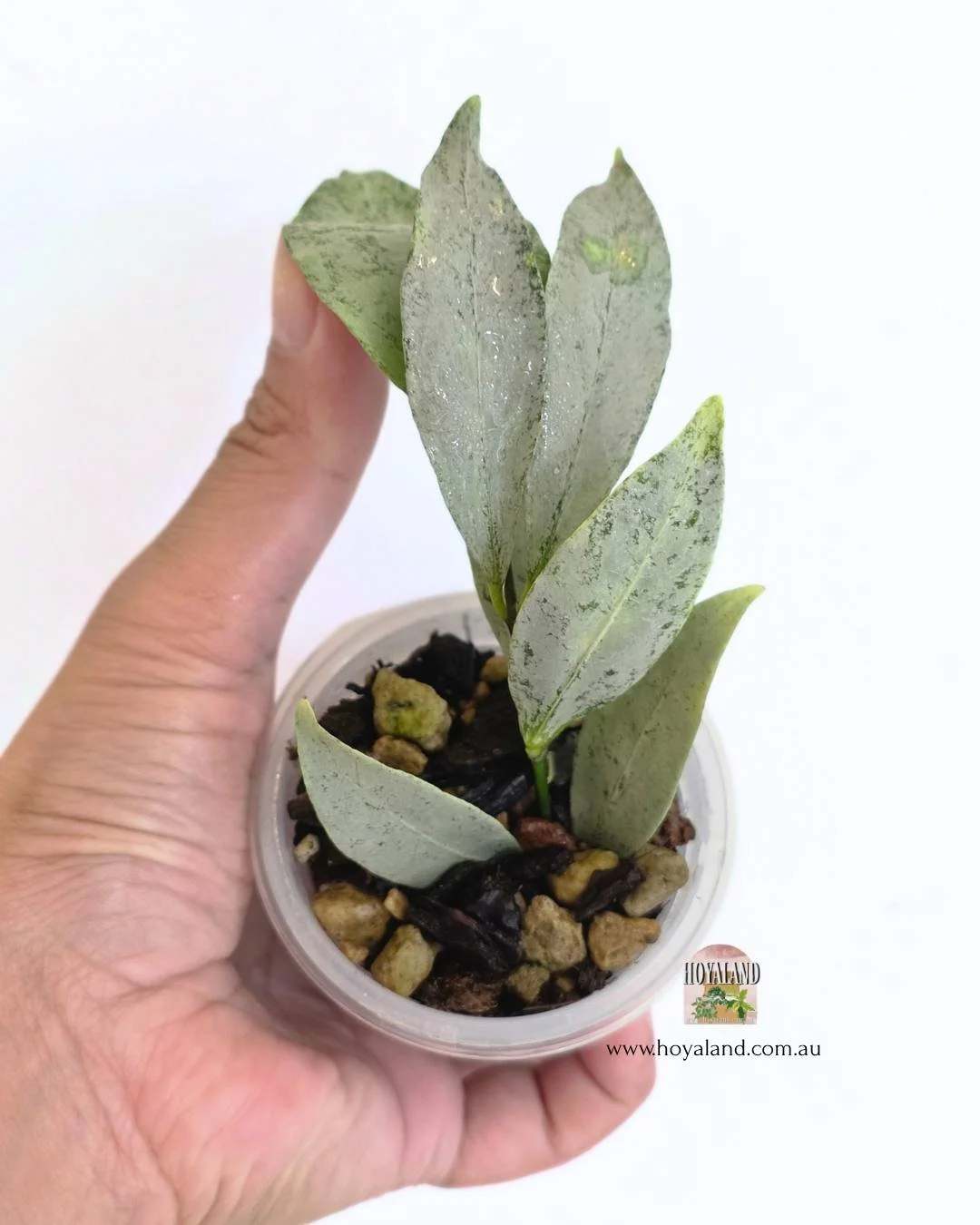 Hoya amicabilis silver.jpg