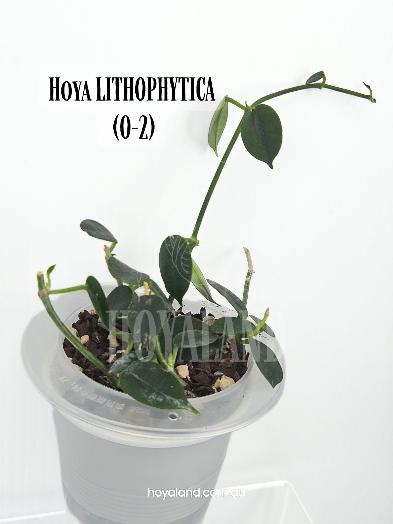 Hoya LITHOPHYTICA (O-2).jpg