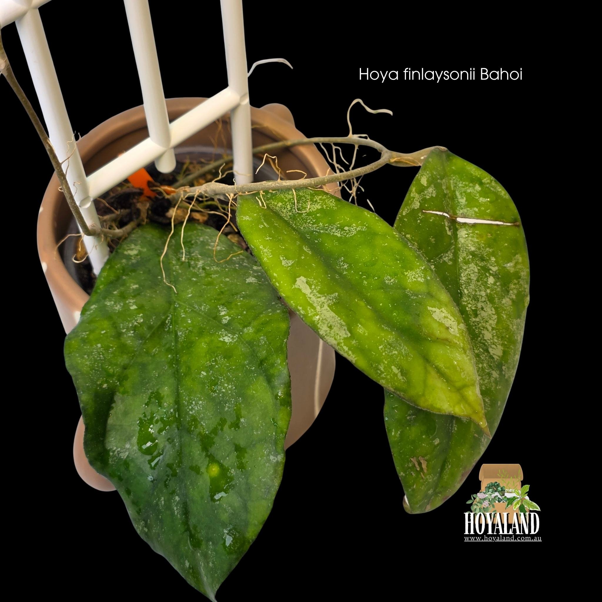 Hoya finlaysonii Bahoi.jpg