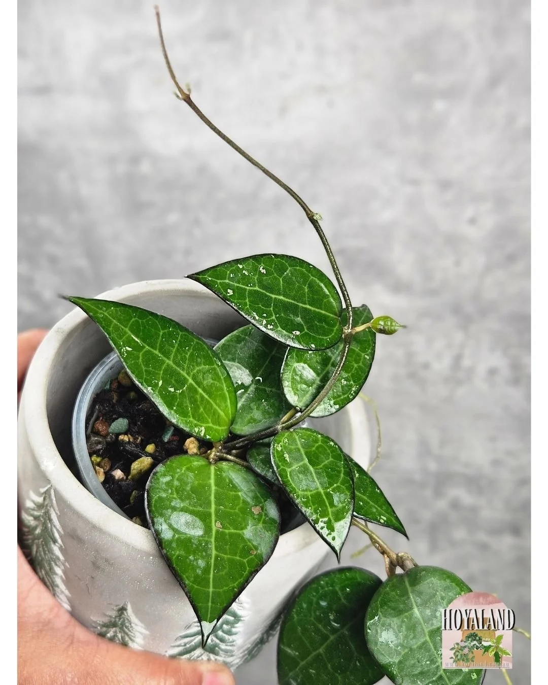 Hoya verticillata black margin a (3).jpg