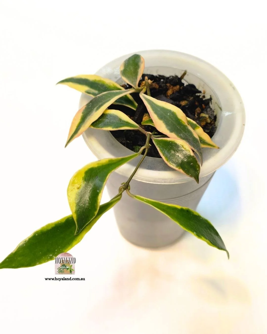 ❄️  Rare Small-Leaf Hoya Bakoensis Albomarginata