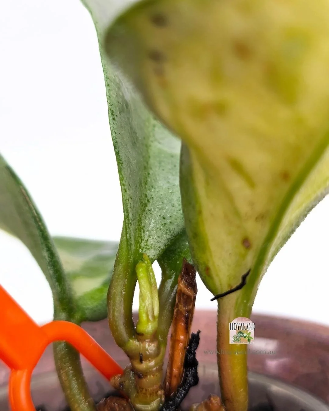 Hoya nova ghost (5).jpg