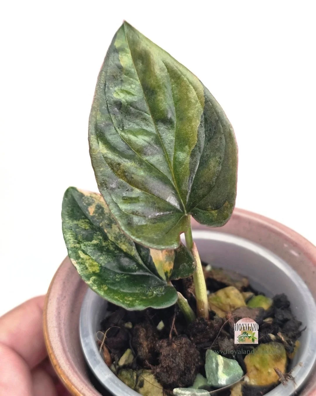 🍂 Syngonium Red Arrow Variegata 🐰