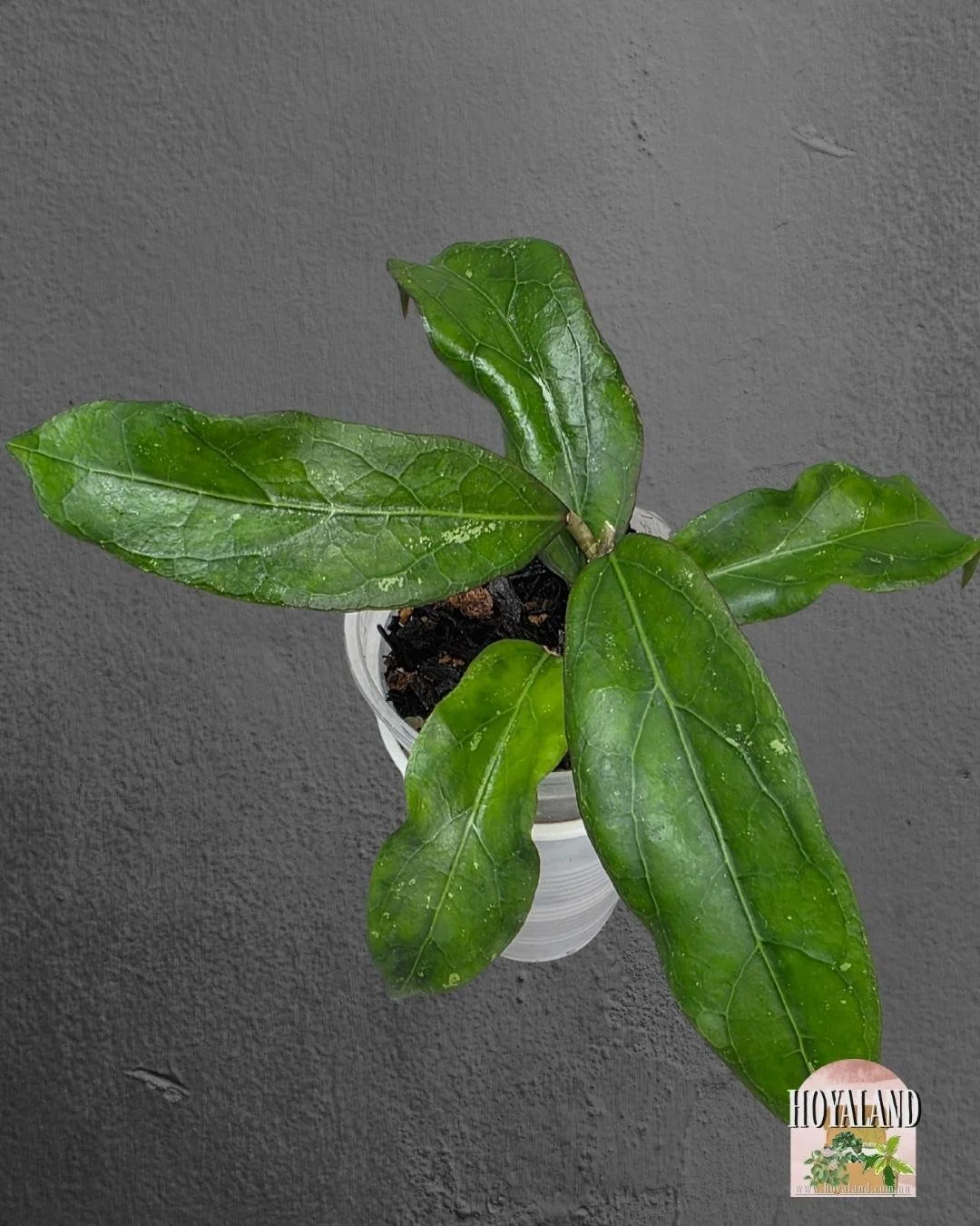 Hoya Swiffer's Treat (6).jpg