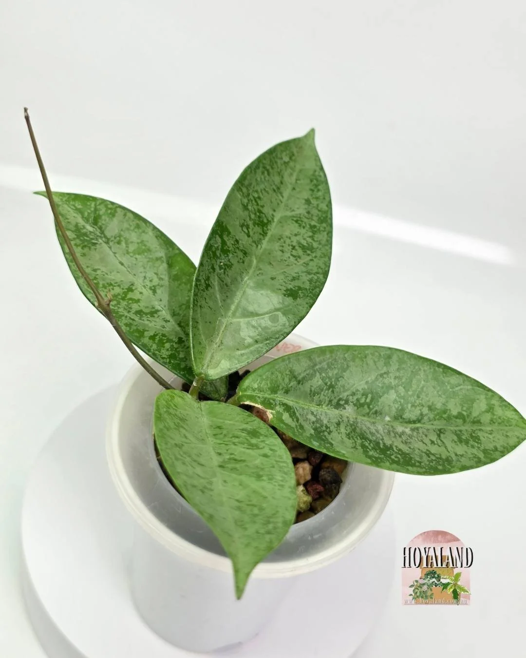 🌞 NEW RELEASE! Hoya Lai Chau Silver | Ultra Rare 🩷