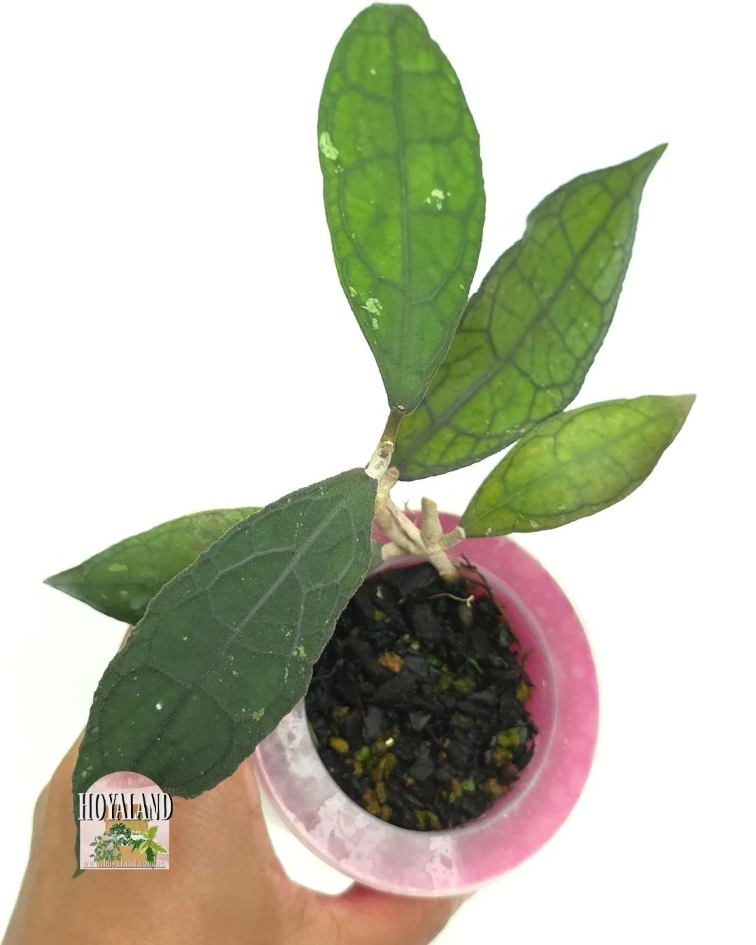 Hoya clemensiorum small leaf (4).jpg