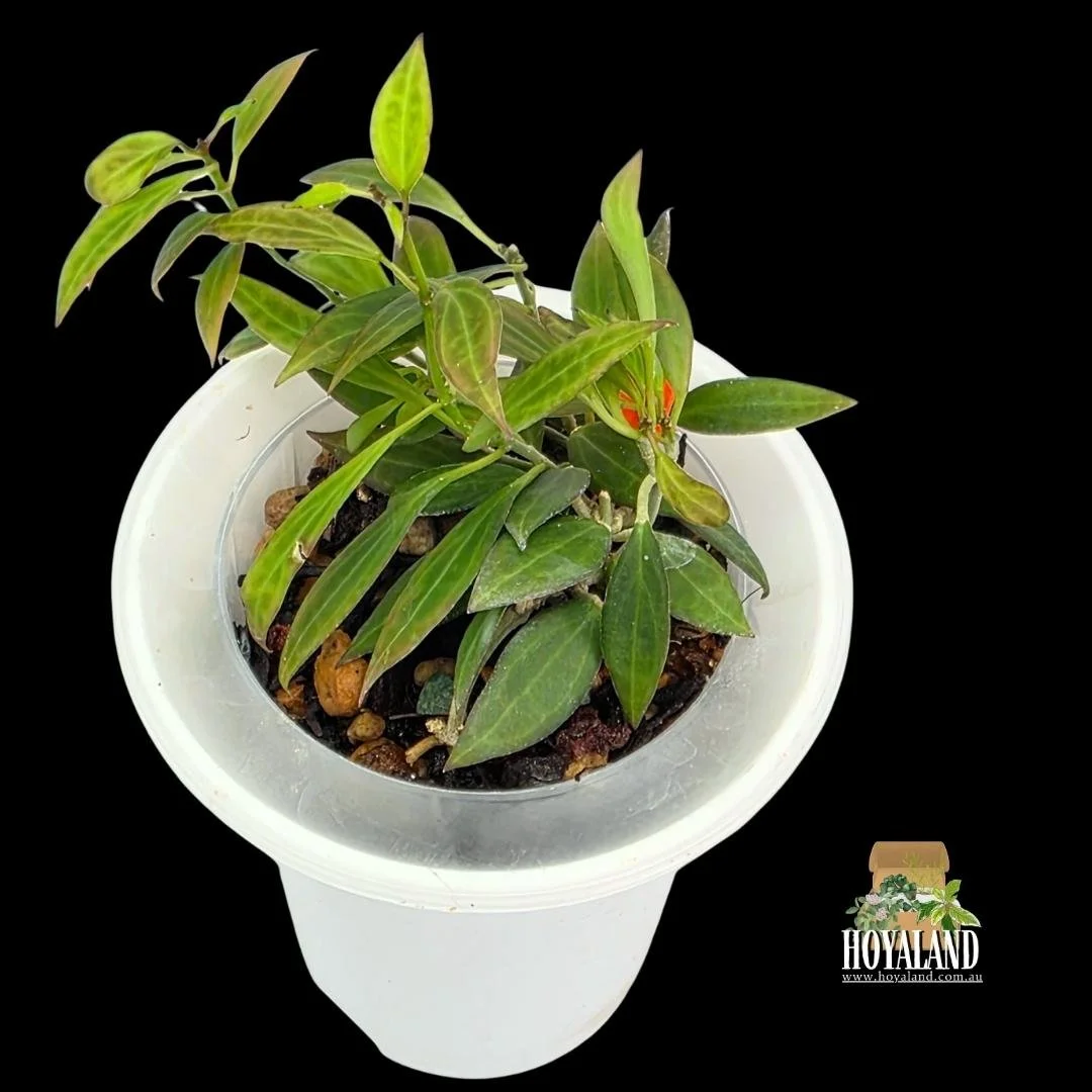 Hoya microdwarf (3).jpg