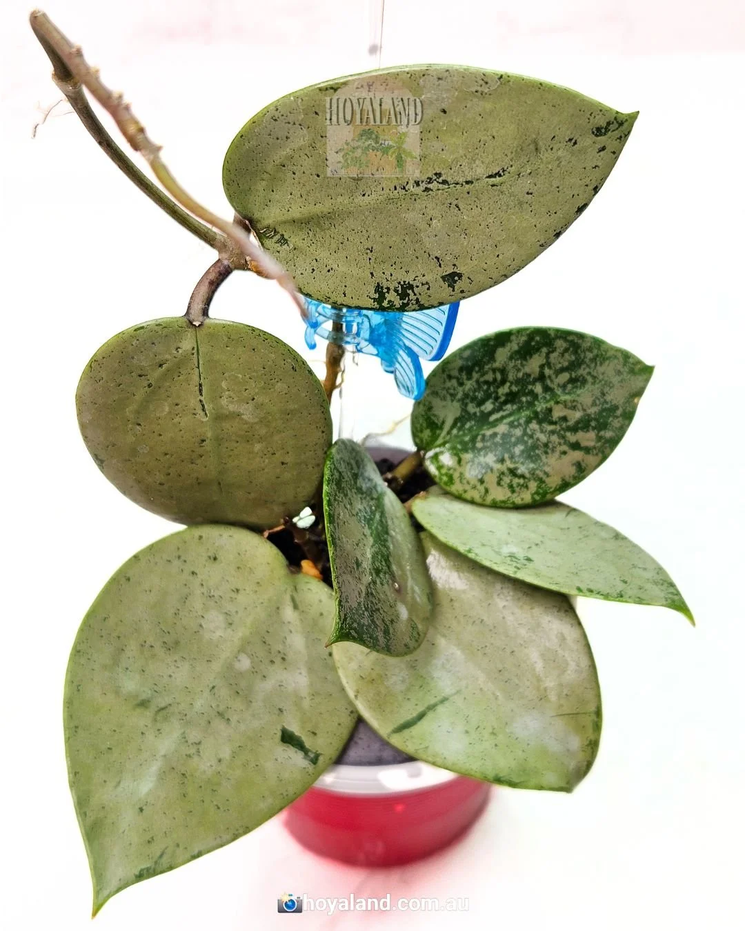 Hoya verticillata heart silver (2).jpg