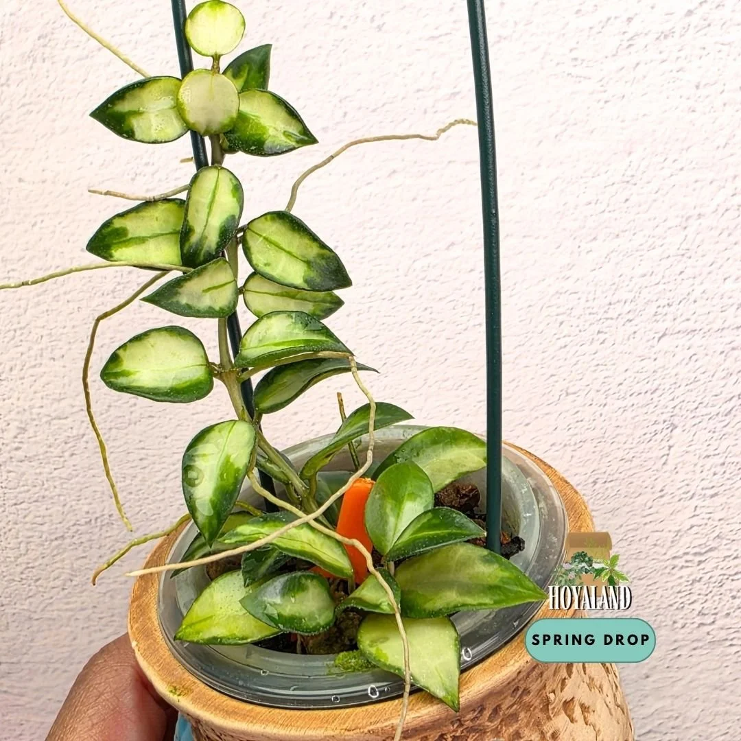 Hoya lacunosa bruno (4).jpg