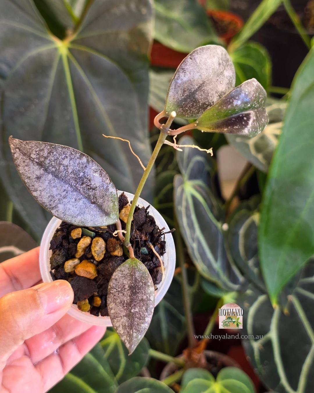 🍂  Rare Hoya walliniana silver - sunstressed