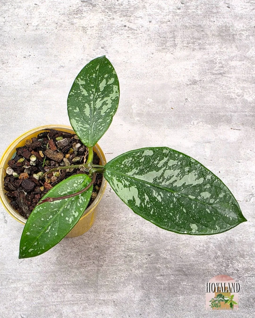 Hoya Lai Chau splash (3).jpg