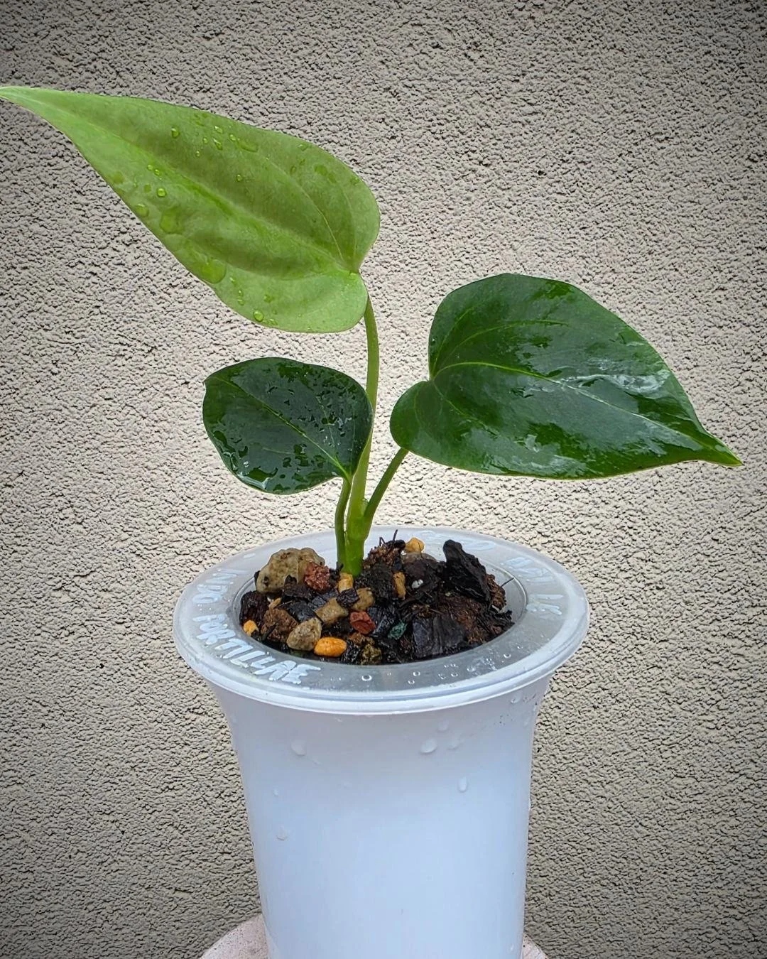 Anthurium indo portillae (9).jpg