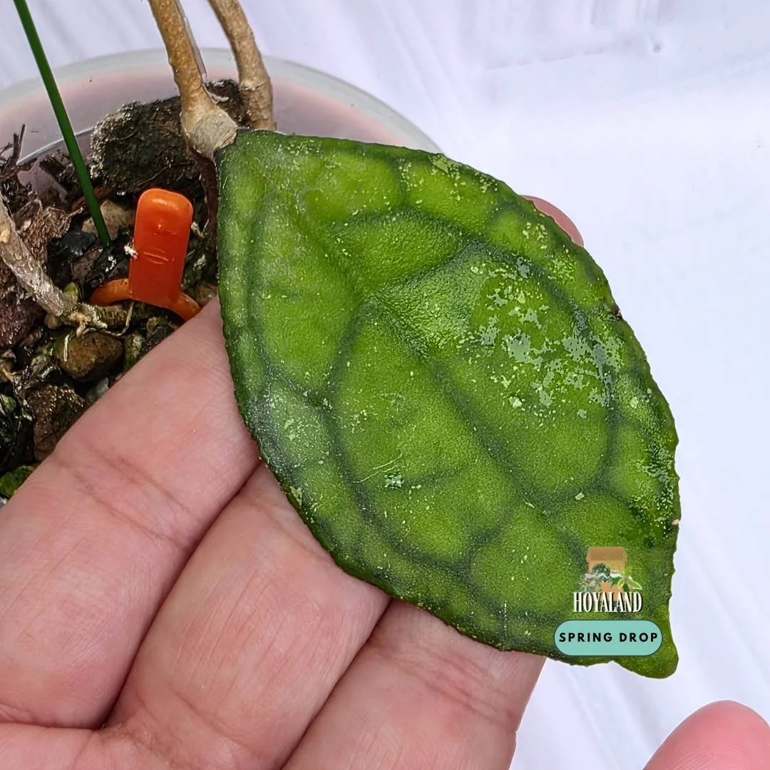 Hoya finlaysonii ripple leaf (5).jpg