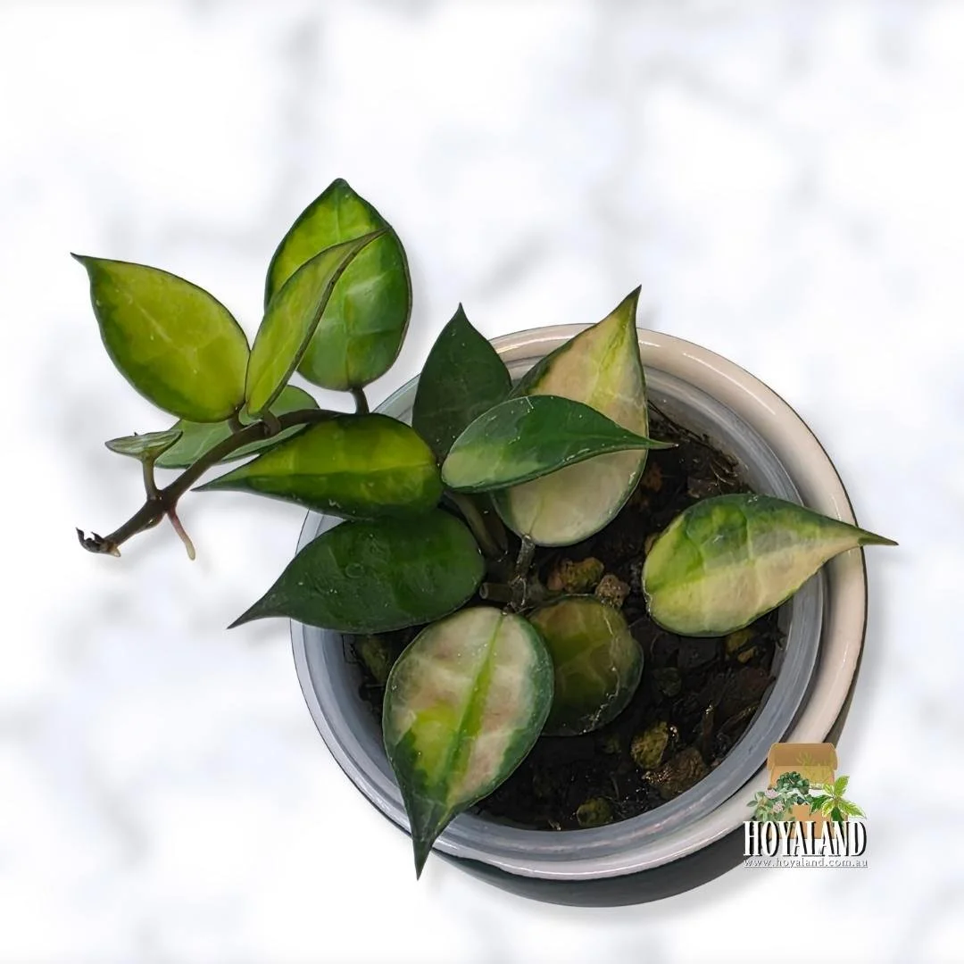 Hoya lacunosa red aka green on green (6).jpg