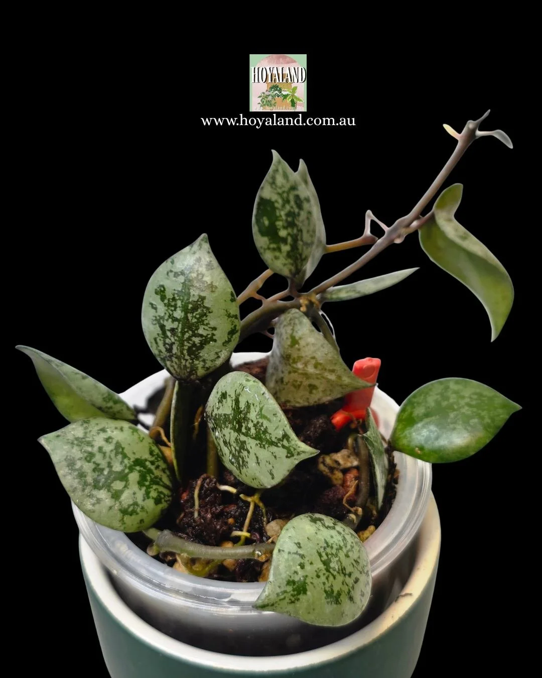 Hoya lacunosa black aurora (3).jpg