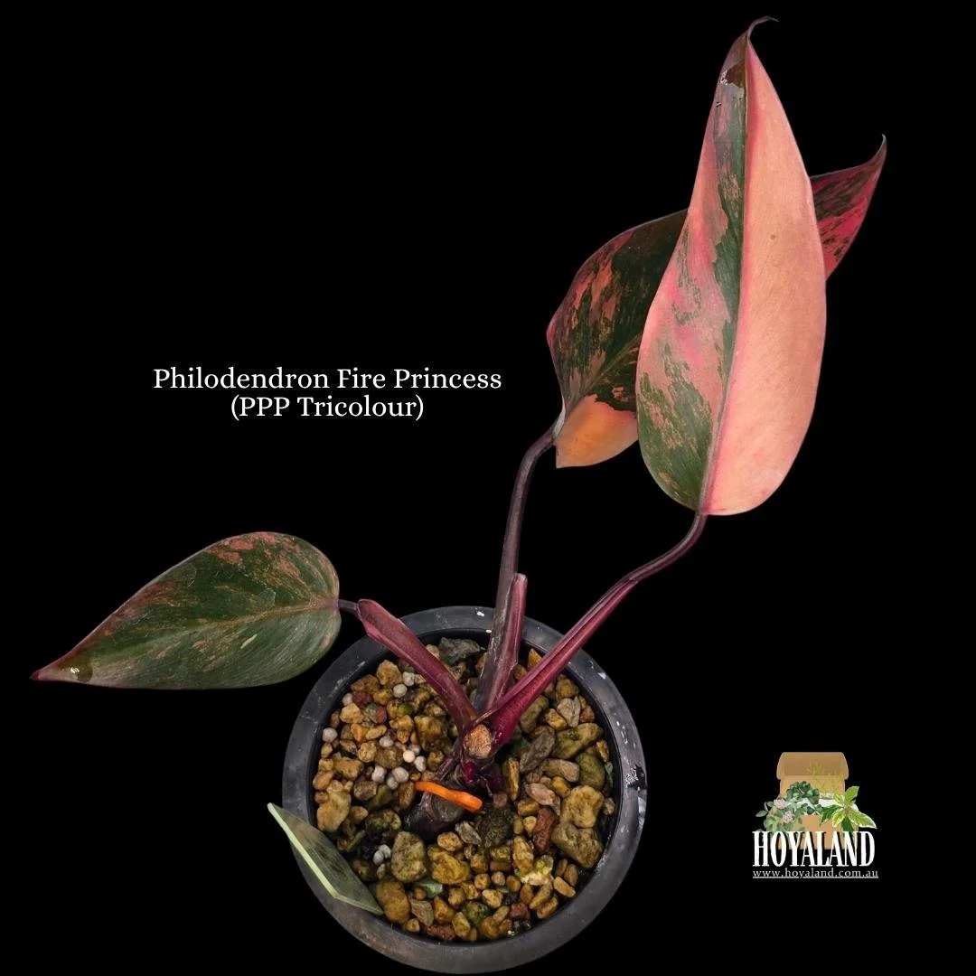 Philodendron Fire Princess (PPP Tricolour) (3).jpg