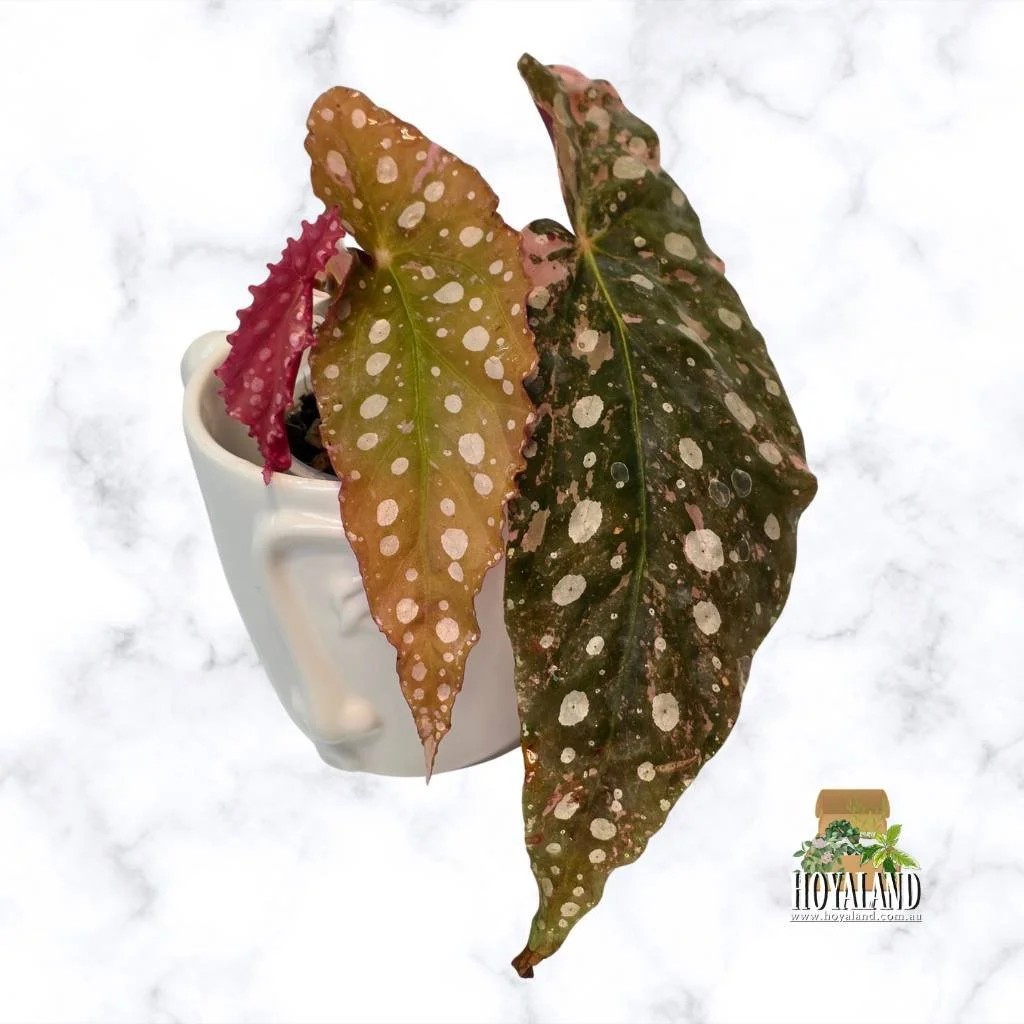 Begonia maculata 2 (4).jpg