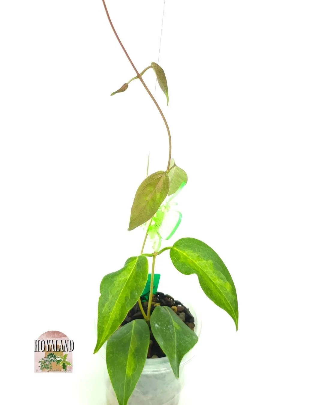 Hoya dennissii frida small.jpg