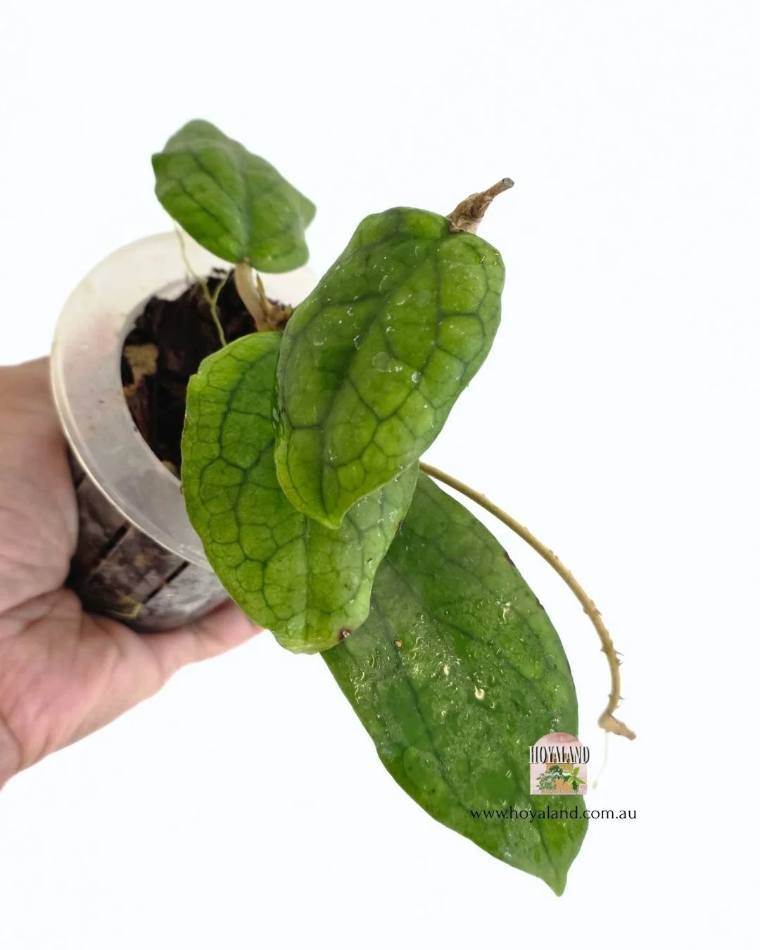 Hoya erythrina x (3).jpg