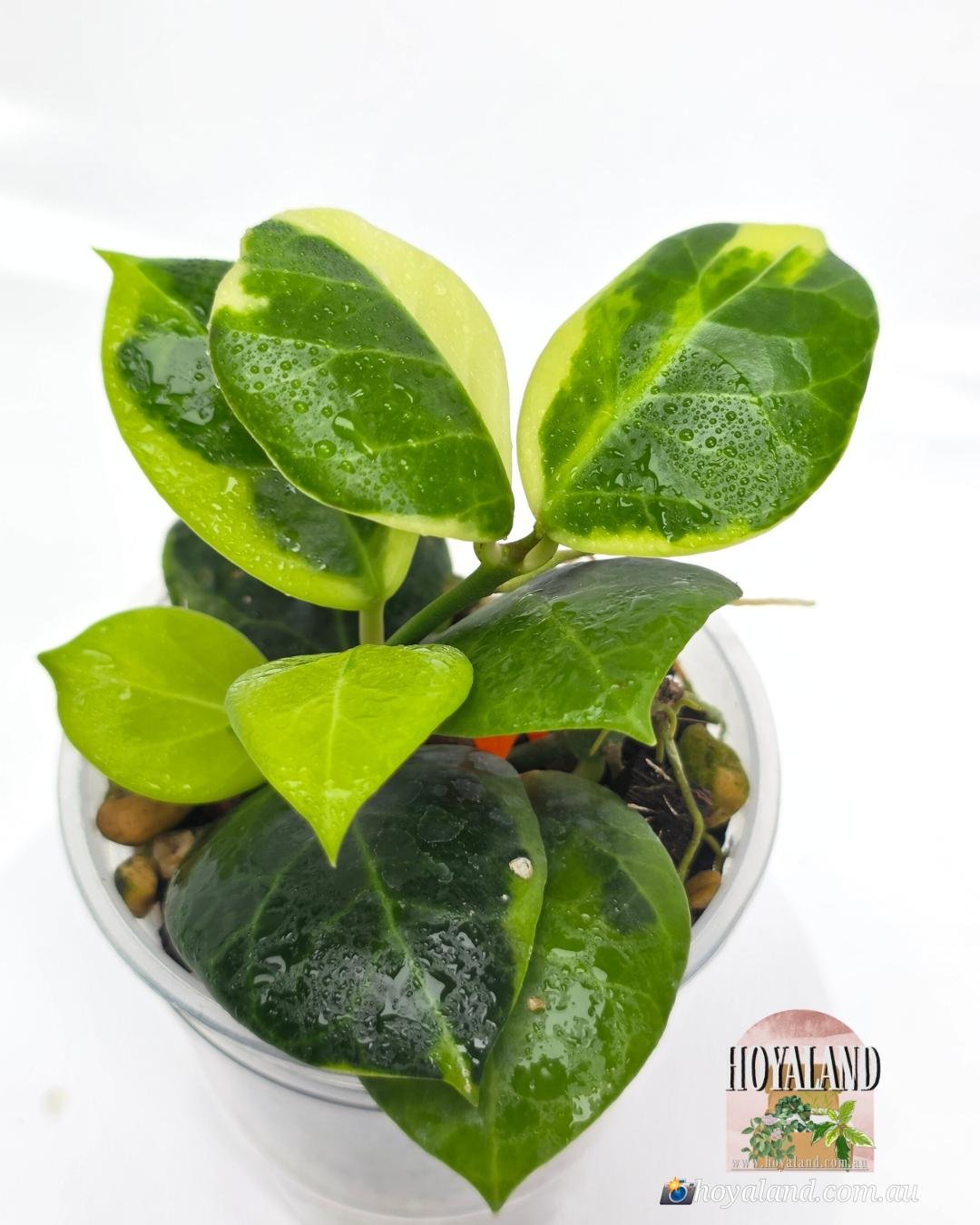 Hoya obscura albo (7).jpg