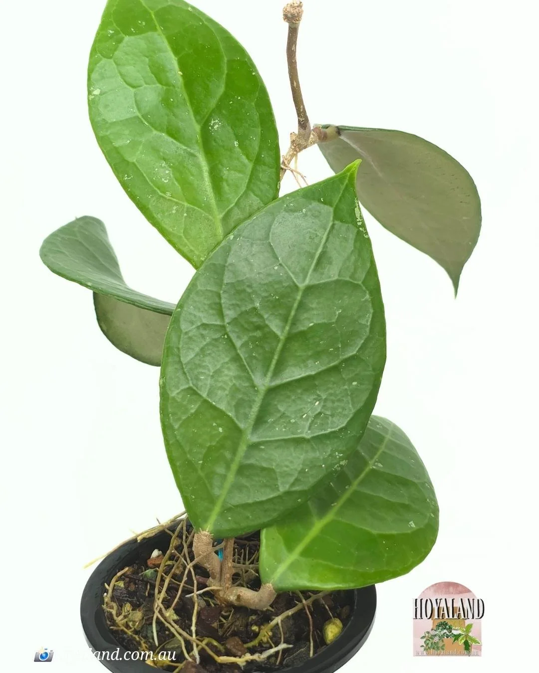 🌞 Hoya Verticillata Wayang 🩷