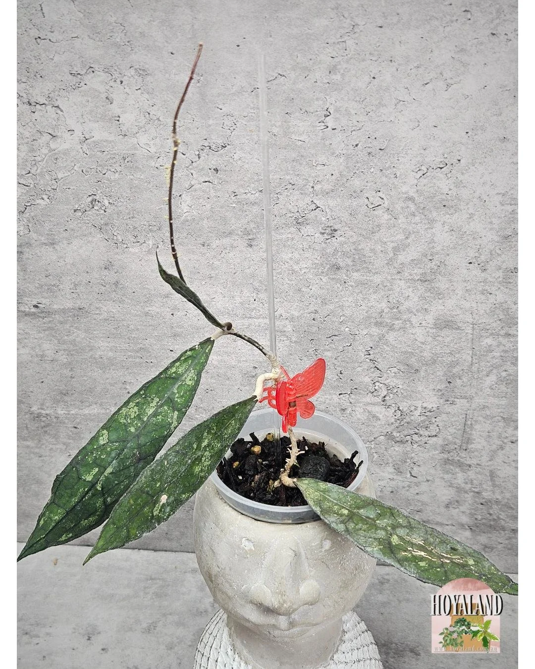 Hoya clemensiorum dark  (7).jpg