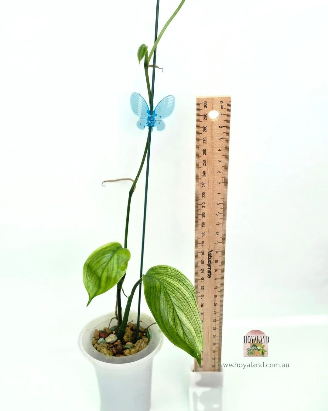 Scindapsus white monster 2.jpg