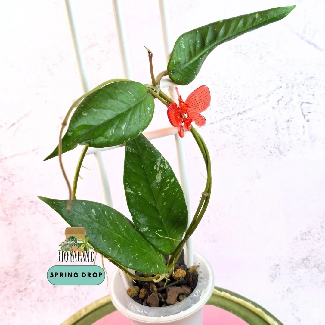 Hoya sp Aceh Rhino 2 (2).jpg