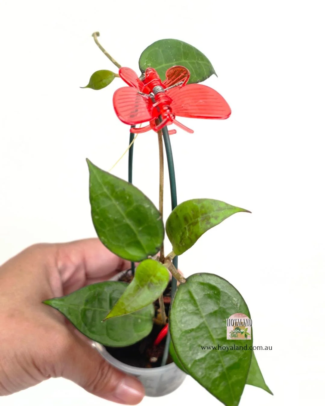 Hoya black margin 2 (3).jpg