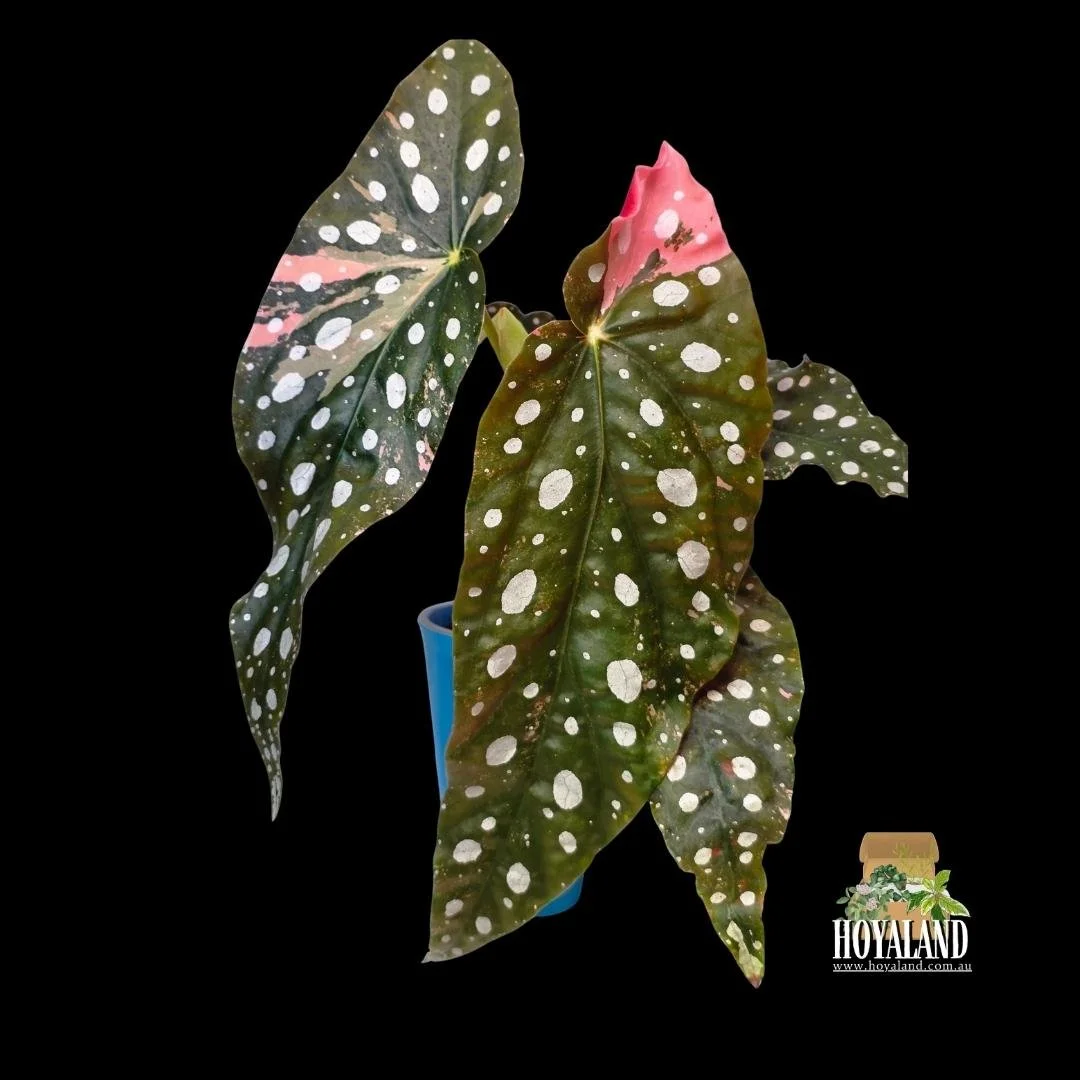 begonia maculata variegata b (5).jpg