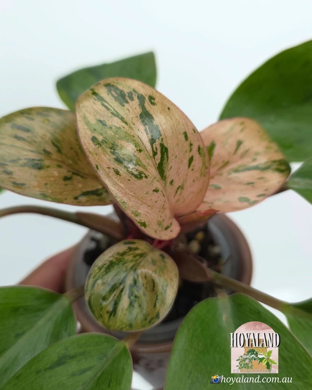 Philodendron red congo dwarf mint (2).jpg