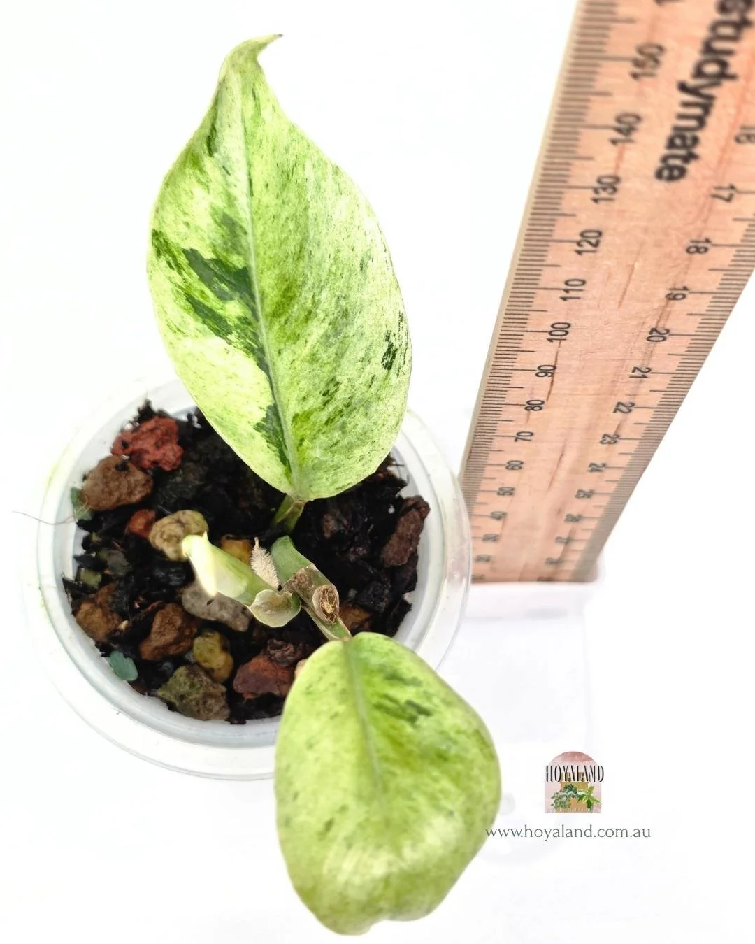 🍂 Rhaphidophora Elliptifolia  Variegated