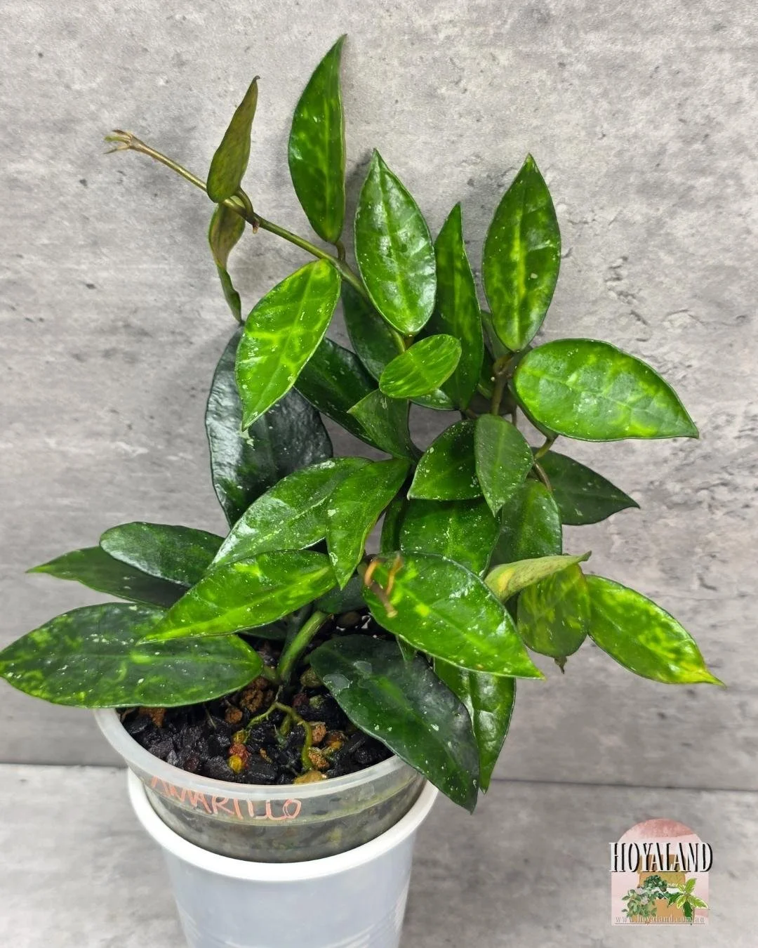 Hoya lacunosa amarillo (5).jpg