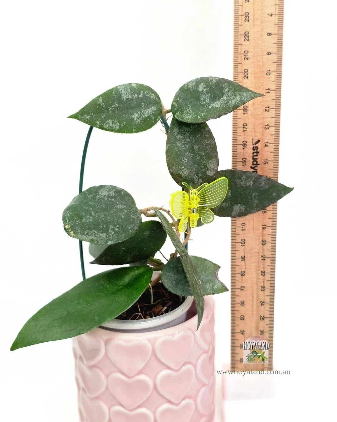 Hoya caudata small leaf (5).jpg