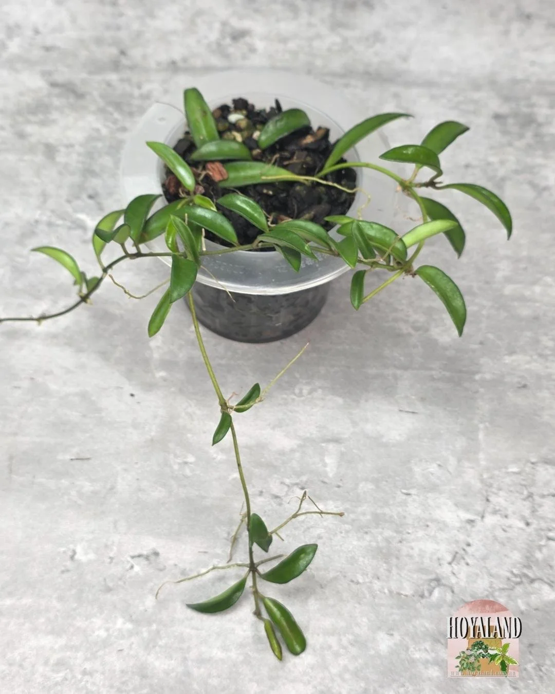 Hoya sp Zambales (4).jpg