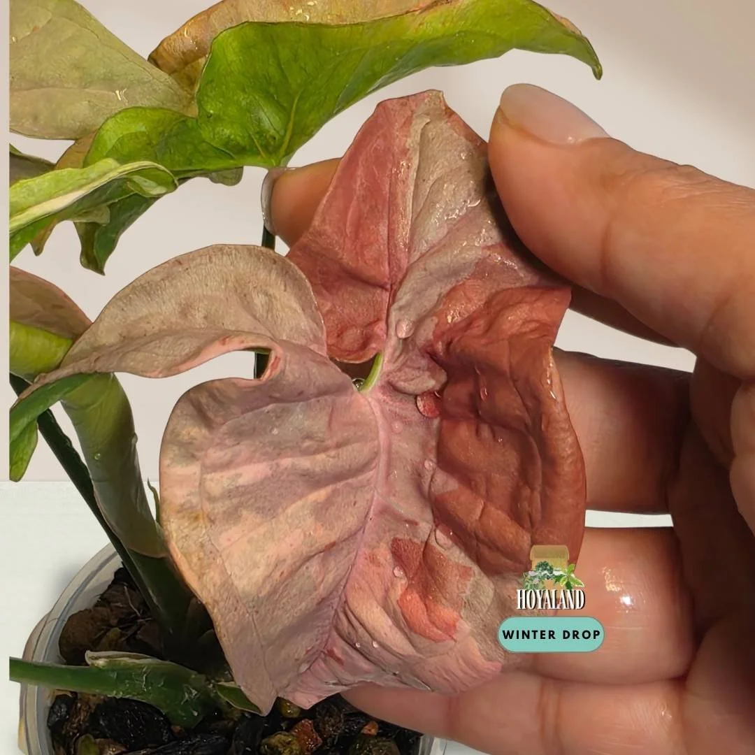 Established Syngonium Double Pink showing intense Pink Splash mutation across deep green arrowhead foliage