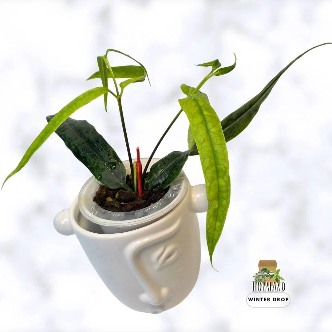 buy-rare-hoya-platycaulis-strap-leaf-flat-ribbon-stems-australia.webp (5).jpg
