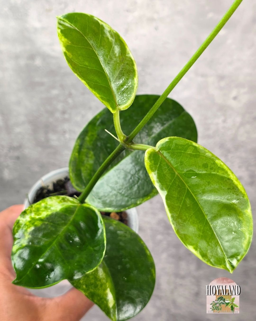 Hoya australis peridot.jpg