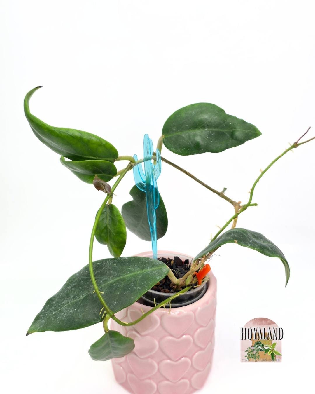 Hoya inday sarae (3).jpg