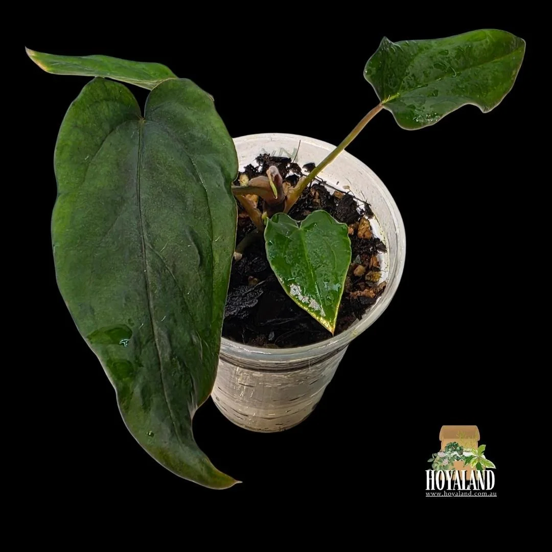 Anthurium midnight velvet (2).jpg