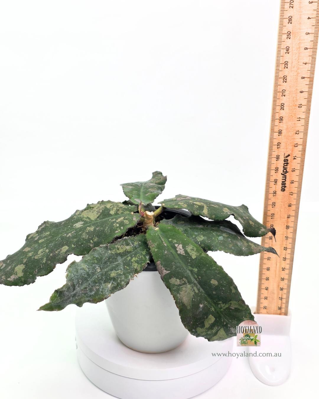 Hoya undulata (7).jpg