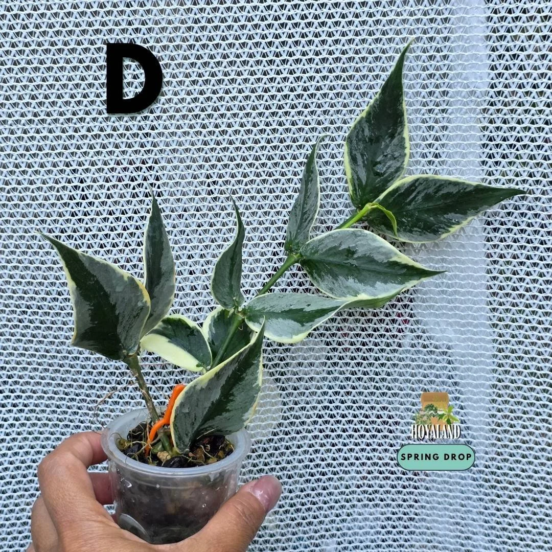 Hoya polyneura jasminka diem D.jpg
